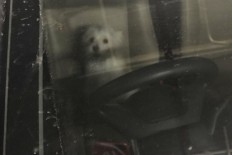 Dog left in car for hours   