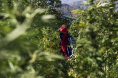 Tourists roll up for Morocco's cannabis trail