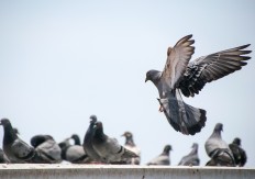 Pigeons no mere 'bird brains': Study