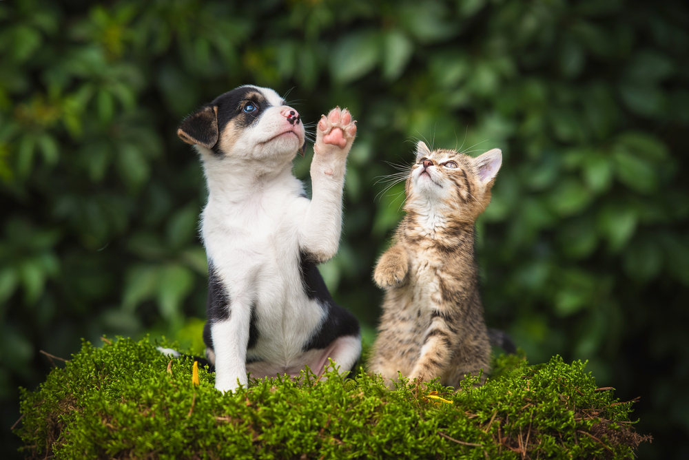 which is more intelligent dog or cat