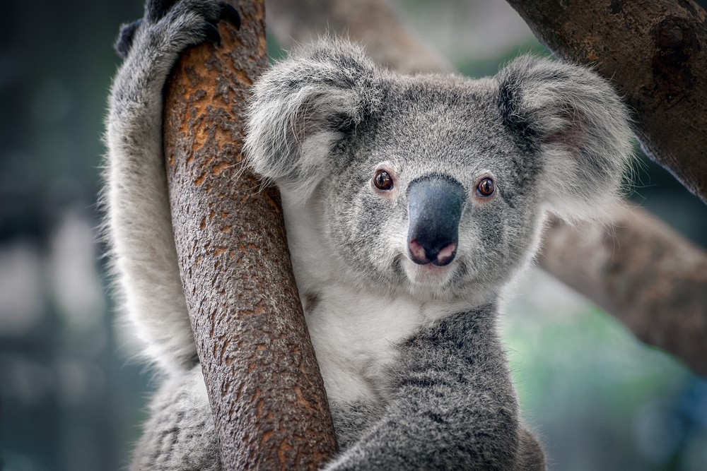 Koalas may be extinct in Australia's New South Wales by 2050