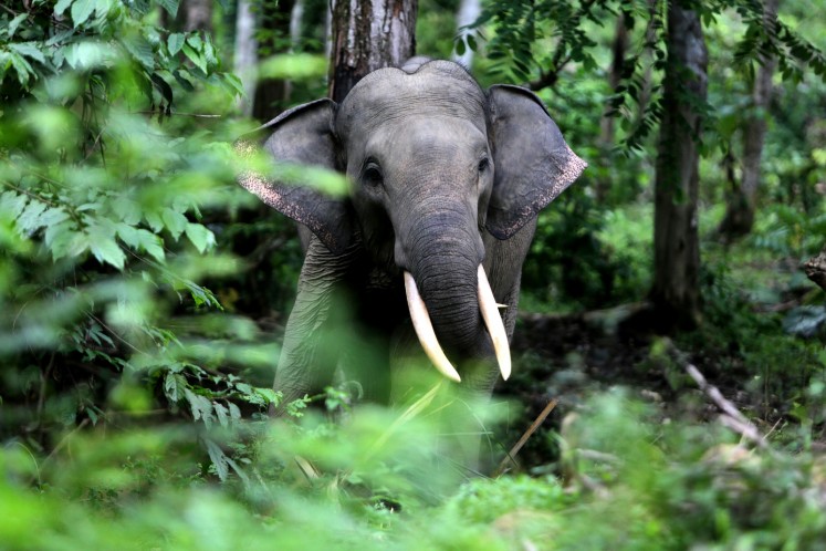 A Sumatran elephant roams in a Sampoiniet Camp Conservation Response Unit area, on Nov. 29, 2017, in Aceh Jaya regency, Aceh. The population of Sumatran elephants has continued to decrease in Sumatra due to poaching, damaged ecosystems and conflict with humans. 