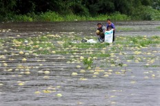 Two teenagers collect melons that were carried away by the floodwaters. JP/Aditya Sagita
