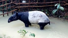 Protected Malayan tapir suffers abuse in North Sumatra