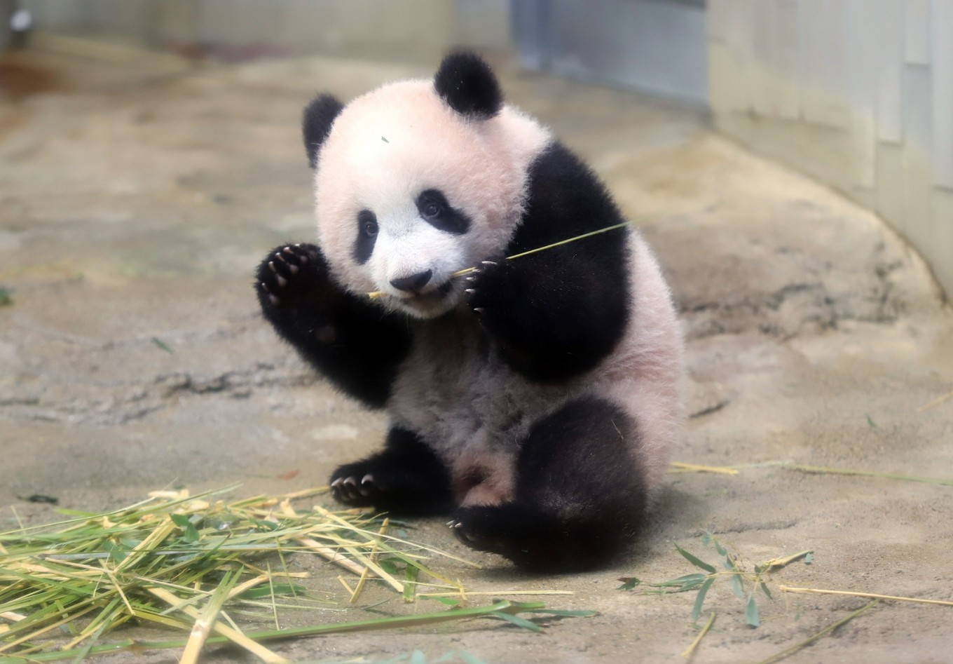 Oh, how cute: Tokyo crowds flock to see baby panda on first day