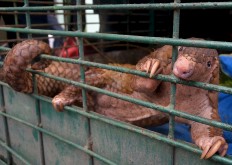 Nearly 900,000 pangolins trafficked in Southeast Asia: Watchdog