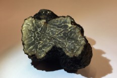 Paris truffle find hailed as boon for urban gardeners