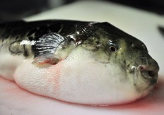 Japan government to promote fugu exports to Asia