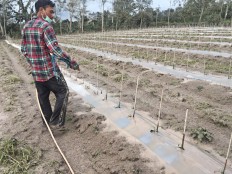 Sinabung volcanic ash damages Karo crops 