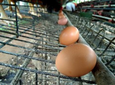 Chicken eggs are seen lay in the Renaa Farms in Sedayu village, Jumantoro district, Karanganyar regency, Central Java. JP/Ganug Nugroho Adi