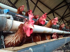 The hens at the bio-security farms. JP/Ganug Nugroho Adi