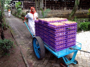 Bio-security in chicken farms