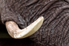 Three arrested for alleged ivory trade in Riau