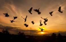 High hopes:Pigeons take flight as the sun rises in the Pegunungan Seribu area in Yogyakarta on Monday. Political tensions are expected to continue with Indonesia to have 171 regional elections in 31 provinces this year. JP/Tarko Sudiarno
