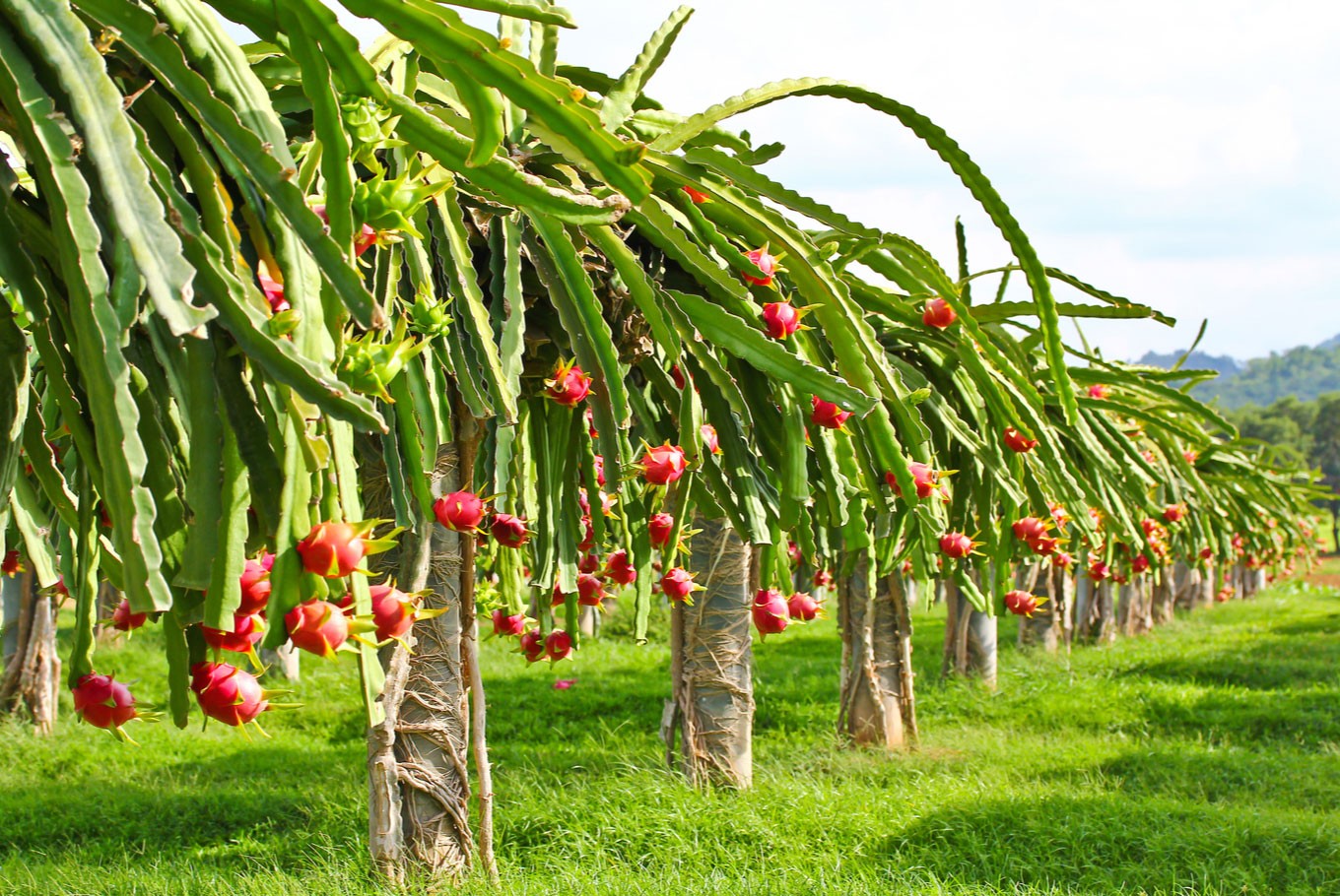 Banyuwangi dragon fruit a tasty treat for tourists - News - The Jakarta ...