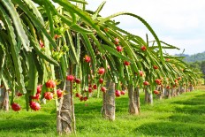 Banyuwangi dragon fruit a tasty treat for tourists
