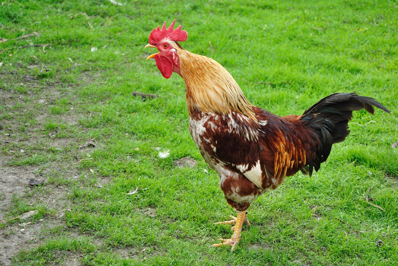 rooster crowing