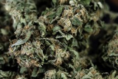 American caught growing marijuana in Central Jakarta apartment