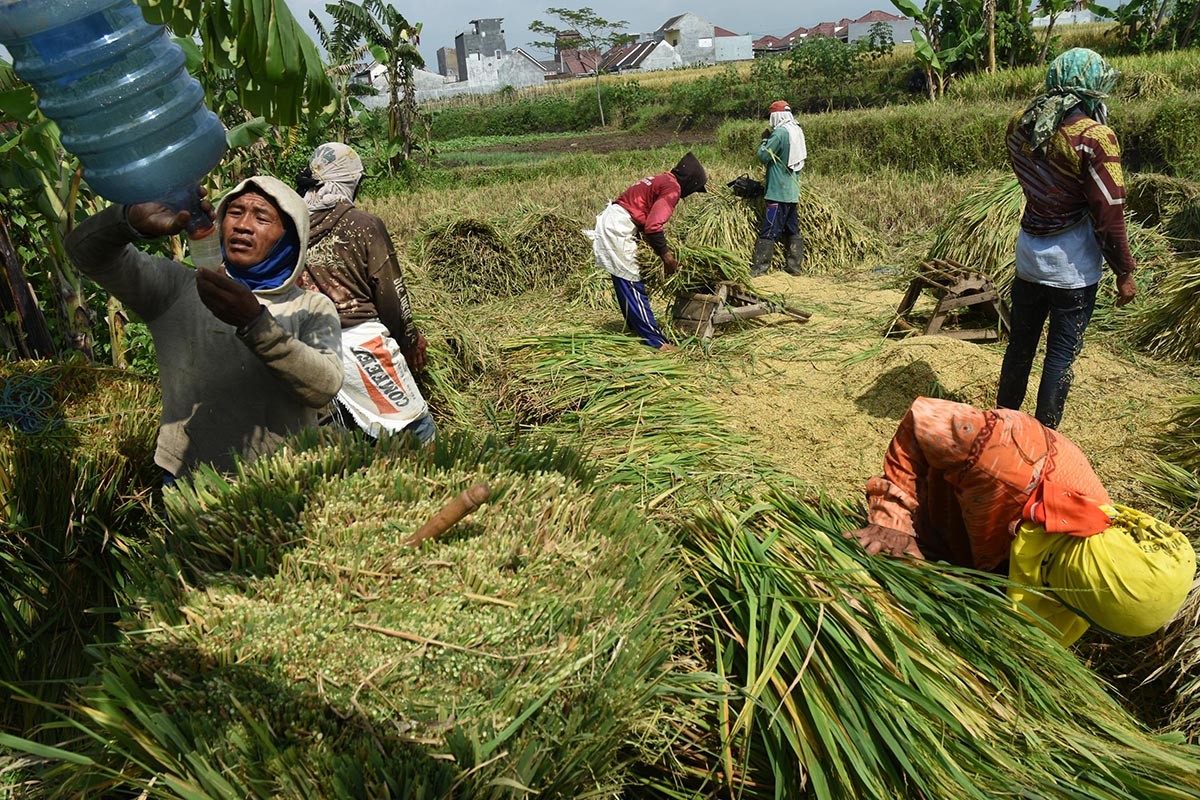  Indonesia  needs more research to boost agricultural  