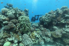Global coral bleaching five times greater than 1980s: Study