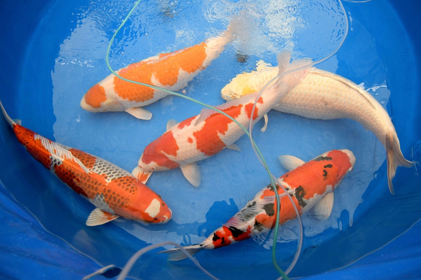 Koi Story Priceless Japanese Fish Make A Splash Lifestyle The   2018 01 07 38501 1515302157. Large 