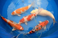 Money down the drain: Koi fish worth Rp 25 m swept away in Kediri floods