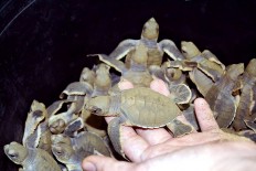 Robbers steal turtle eggs from conservation area