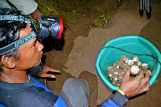 Police thwart alleged attempt to smuggle thousands of turtle eggs