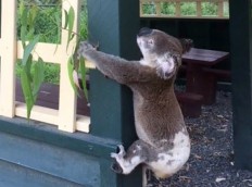 Outrage after koala found screwed to pole in Australia