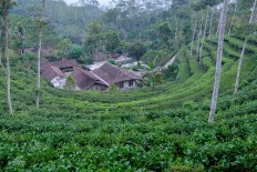 Yogyakarta to attract tourists to Kulon Progo tea hamlets