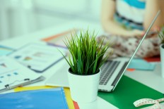 Plants in workspace can reduce stress level, sick days