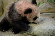 France's first panda cub makes debut appearance