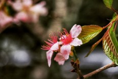 Cherry blossom lures visitors to Cibodas Botanical Garden