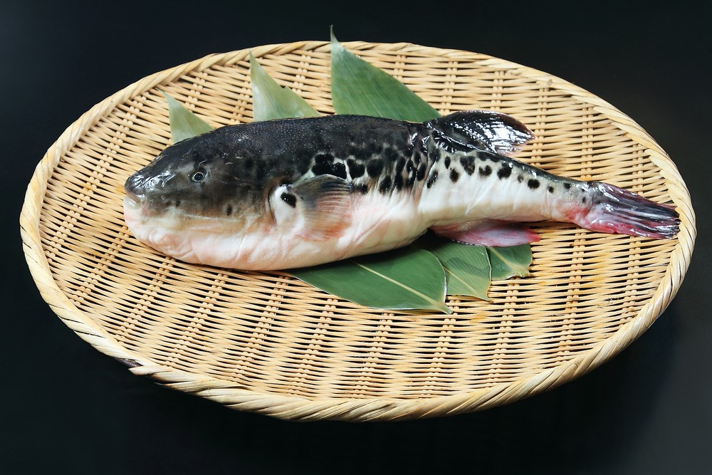 poison fugu fish