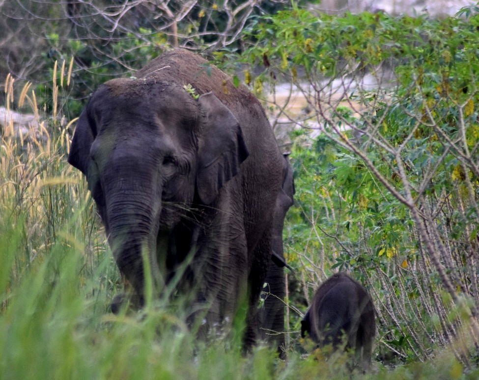 Wild Elephant Named Dita Found Dead Inside Wildlife Reserve - 