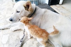 Sanctuary for prowlers, yowlers