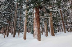 A pine forest lies behind Shirakawa-gō. JP/Anggara Mahendra