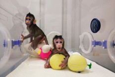 World hails monkey cloning 