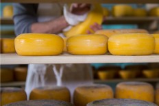 Dutch robots help make cheese, 'smell' the roses