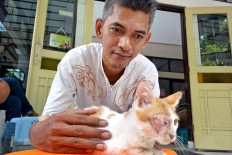 Cat rescuers in action