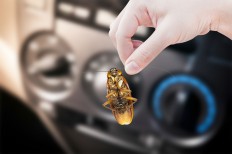 How to prevent cockroaches in cars