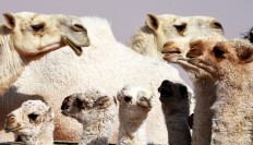 Camels left pouting as Saudis ban botox at beauty pageant