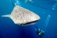 Video of unknown divers riding whale shark goes viral