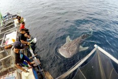Riding whale sharks dangerous for both humans, fish: WWF Indonesia