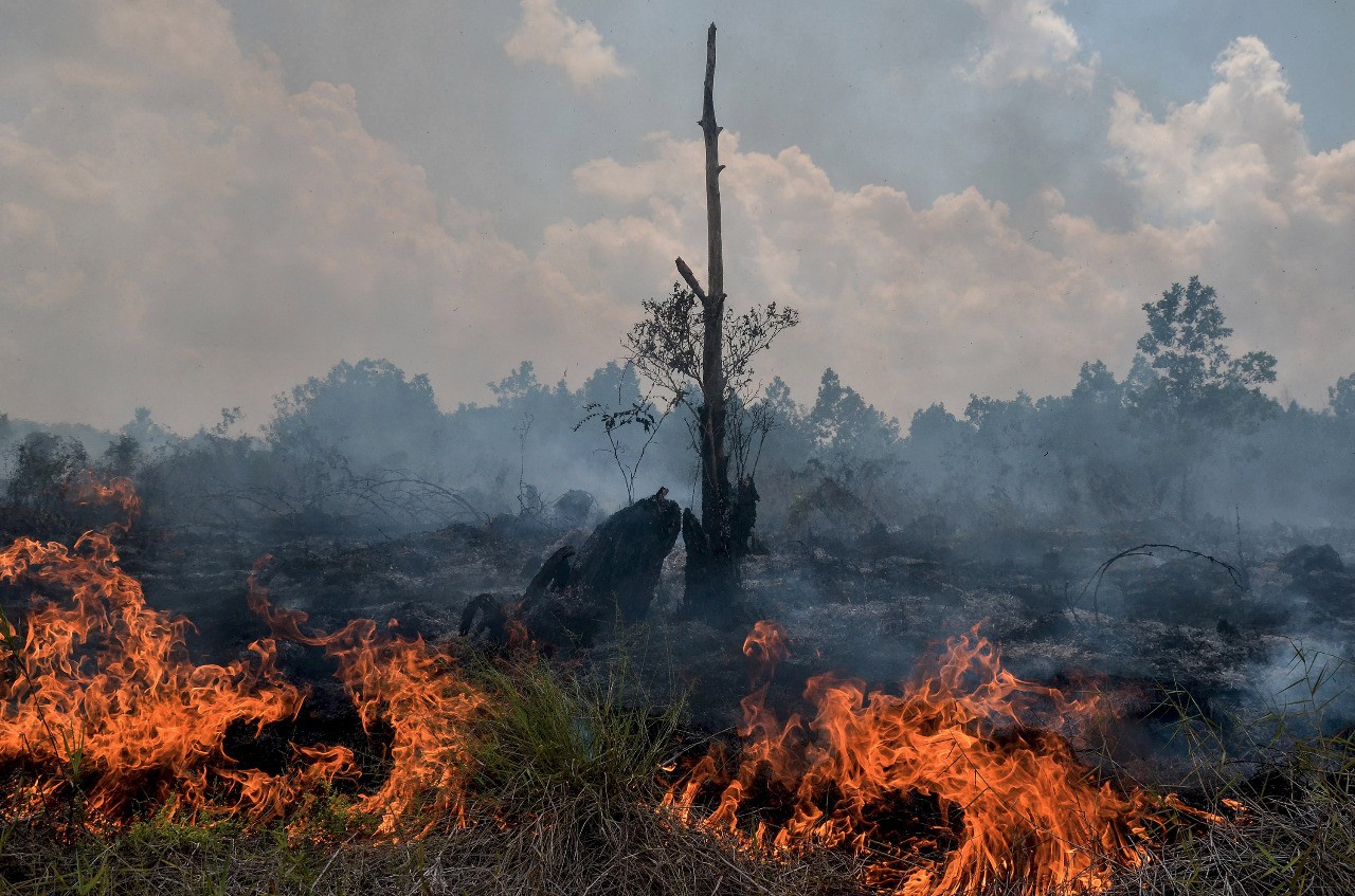 burned down forest