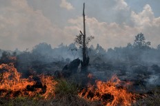More land, forests burned down in Jambi
