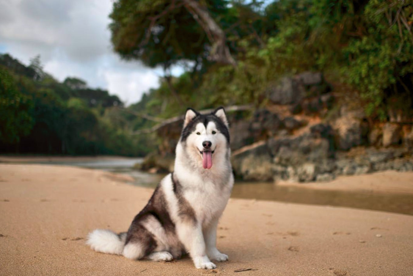 Spike the dog: A story of love behind the wuff and fluff - Lifestyle - The  Jakarta Post