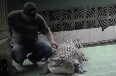 Bogor resident has to part with 200-kg crocodile pet after 21 years 