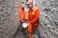 Livestock evacuated as floods hit South Jakarta