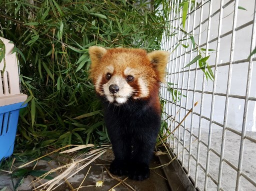 one of three red pandas at the Free The Bears sanctuary after being confiscated from wildlife traffickers, in the Laos city of Luang Prabang. Image: AFP/Handout / FREE THE BEARS